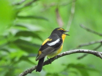 Narcissus Flycatcher 七沢森林公園 Thu, 5/2/2024