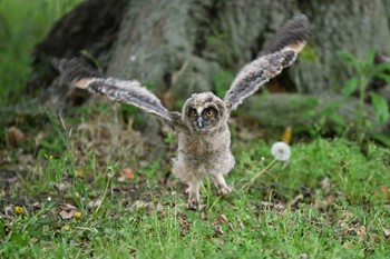 Long-eared Owl 関東地方 Tue, 4/30/2024