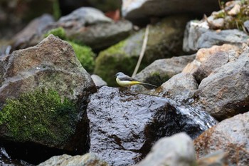 Grey Wagtail 長野県 Sat, 4/27/2024