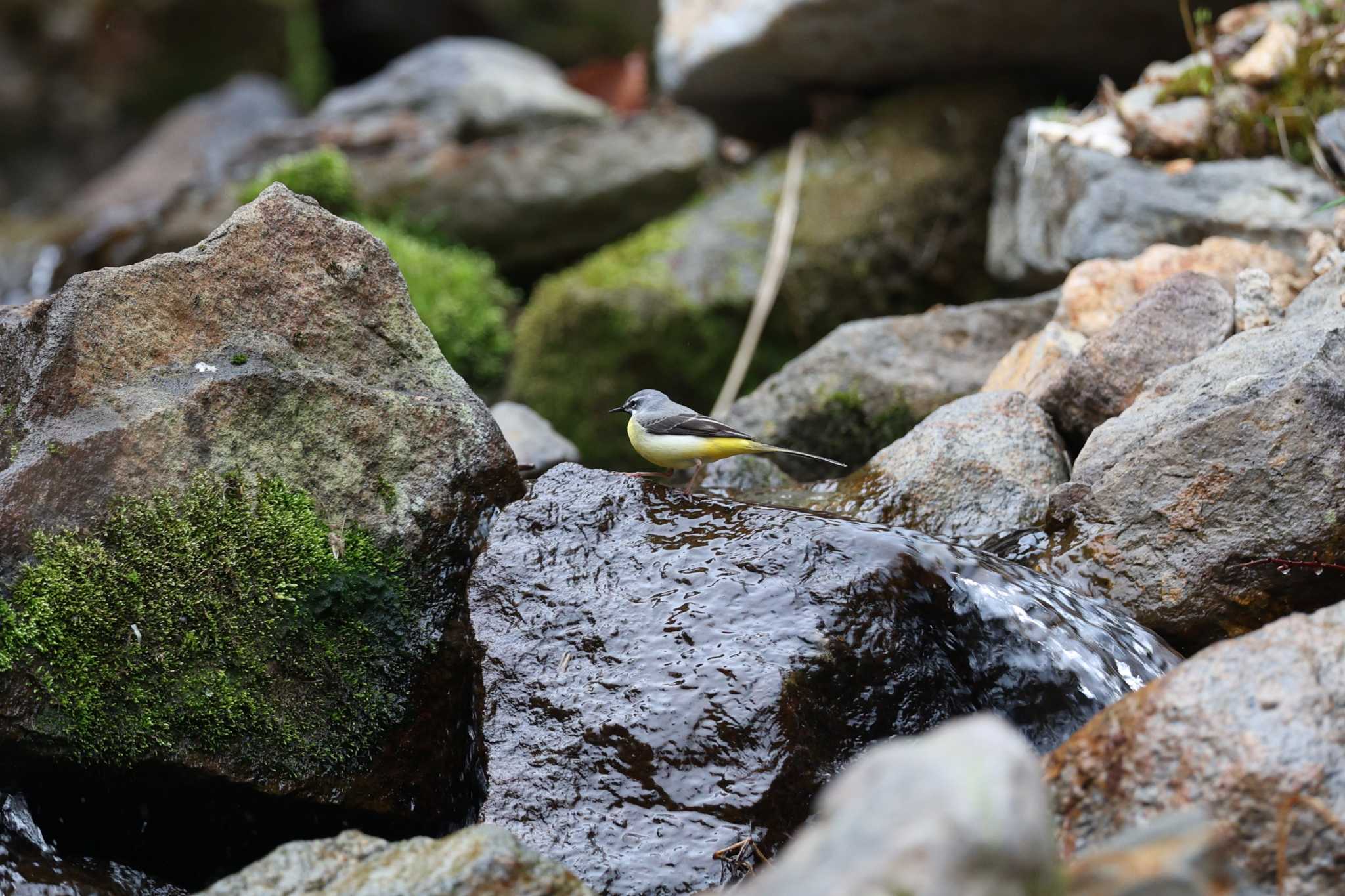 Grey Wagtail