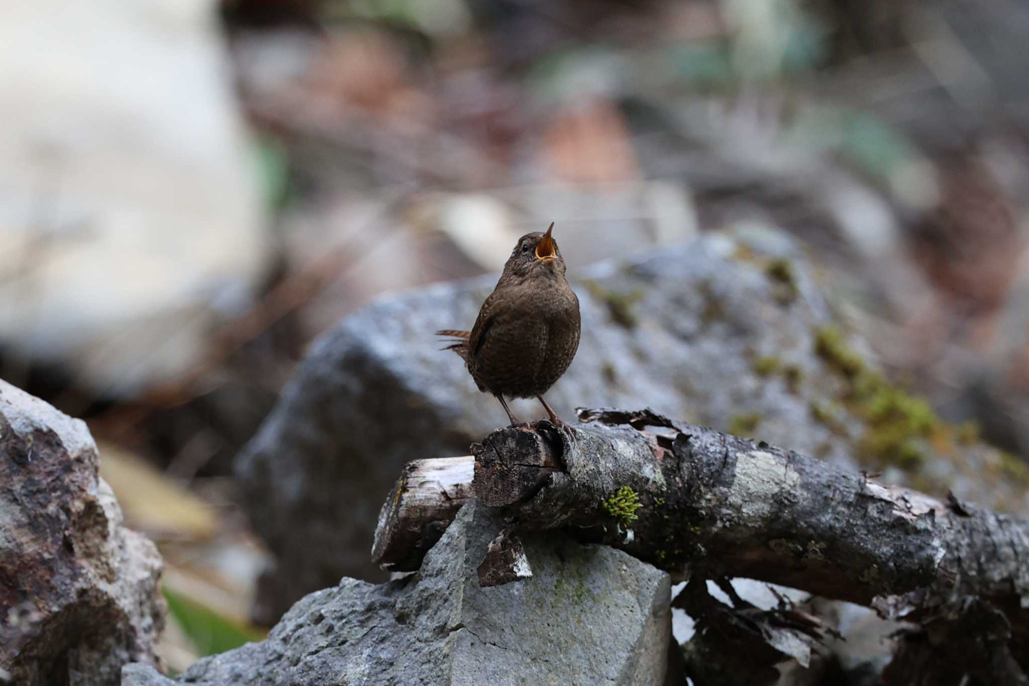 長野県 ミソサザイの写真 by bobobobo09