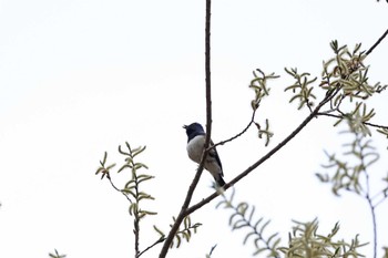 Blue-and-white Flycatcher 長野県 Sat, 4/27/2024