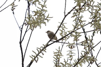 Sakhalin Leaf Warbler 長野県 Sat, 4/27/2024