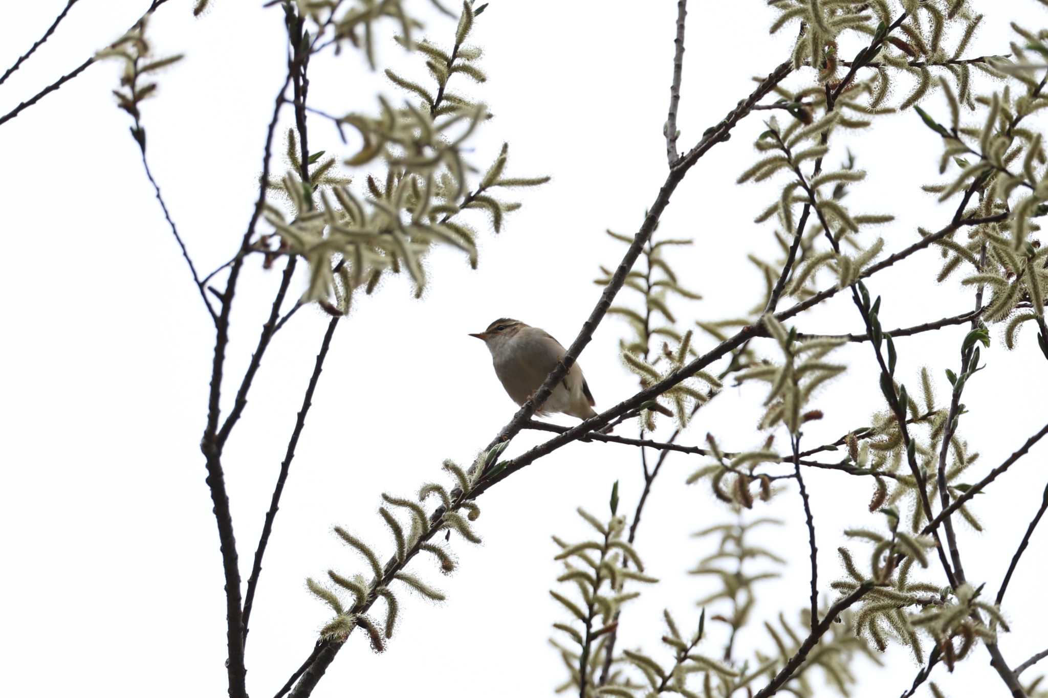 Sakhalin Leaf Warbler