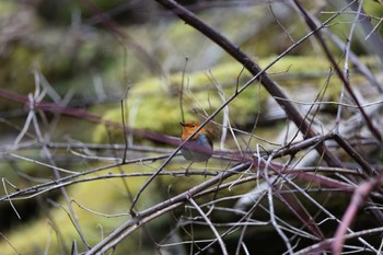 Japanese Robin 長野県 Sat, 4/27/2024