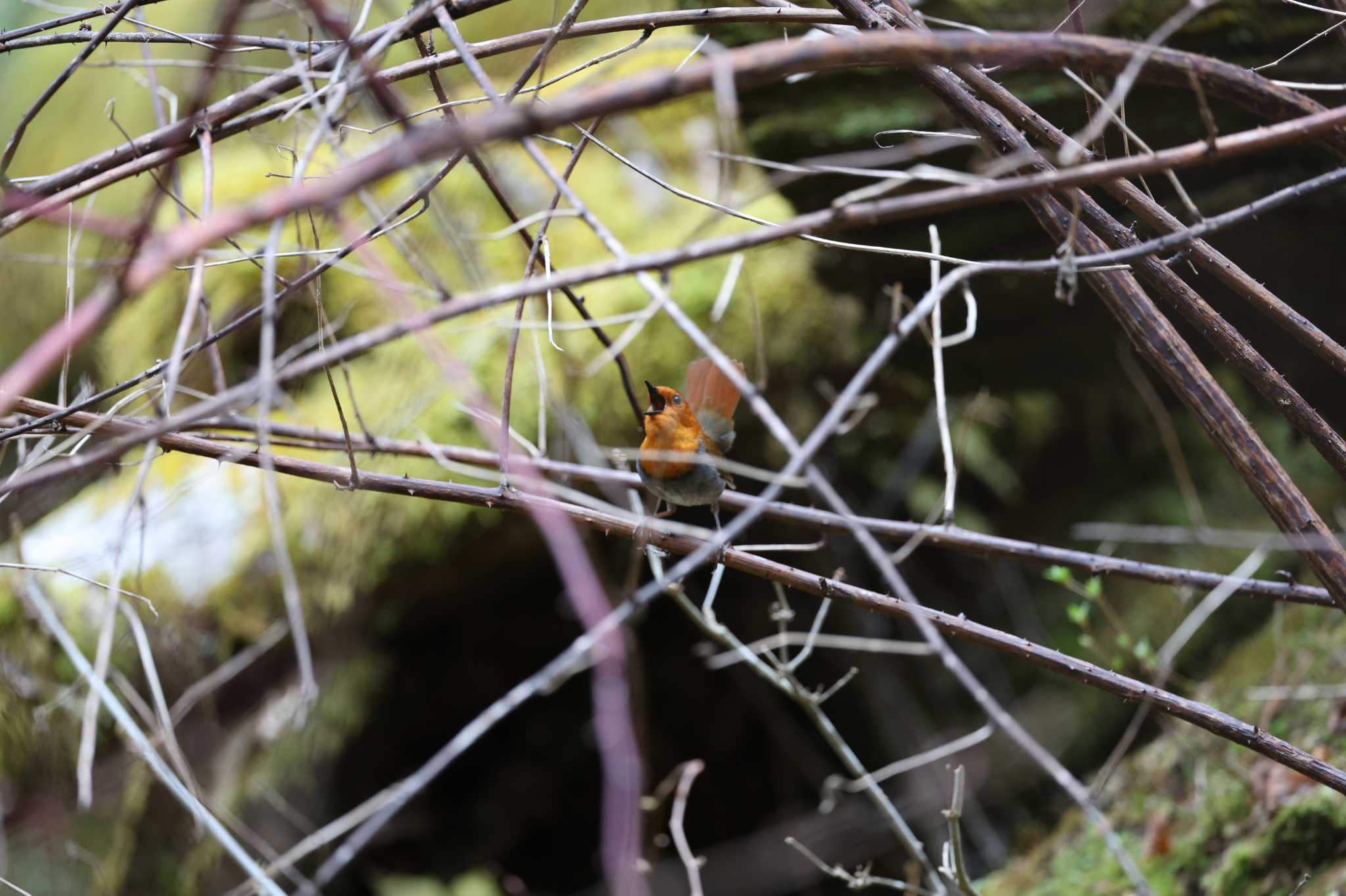 Photo of Japanese Robin at 長野県 by bobobobo09