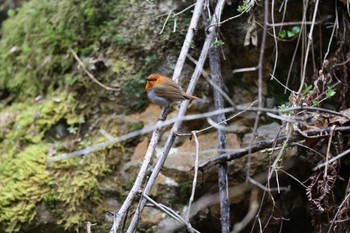 2024年4月27日(土) 長野県の野鳥観察記録