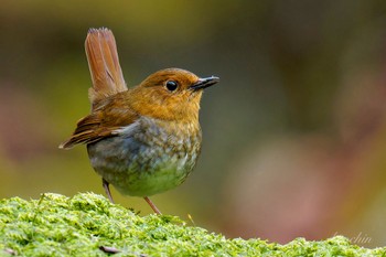 Japanese Robin 大蔵高丸 Thu, 5/2/2024