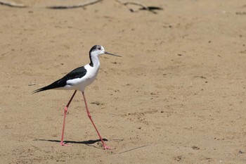 Black-winged Stilt 金武町(沖縄県) Unknown Date