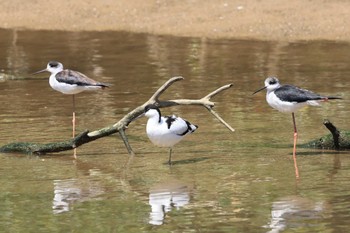 Pied Avocet 金武町(沖縄県) Unknown Date