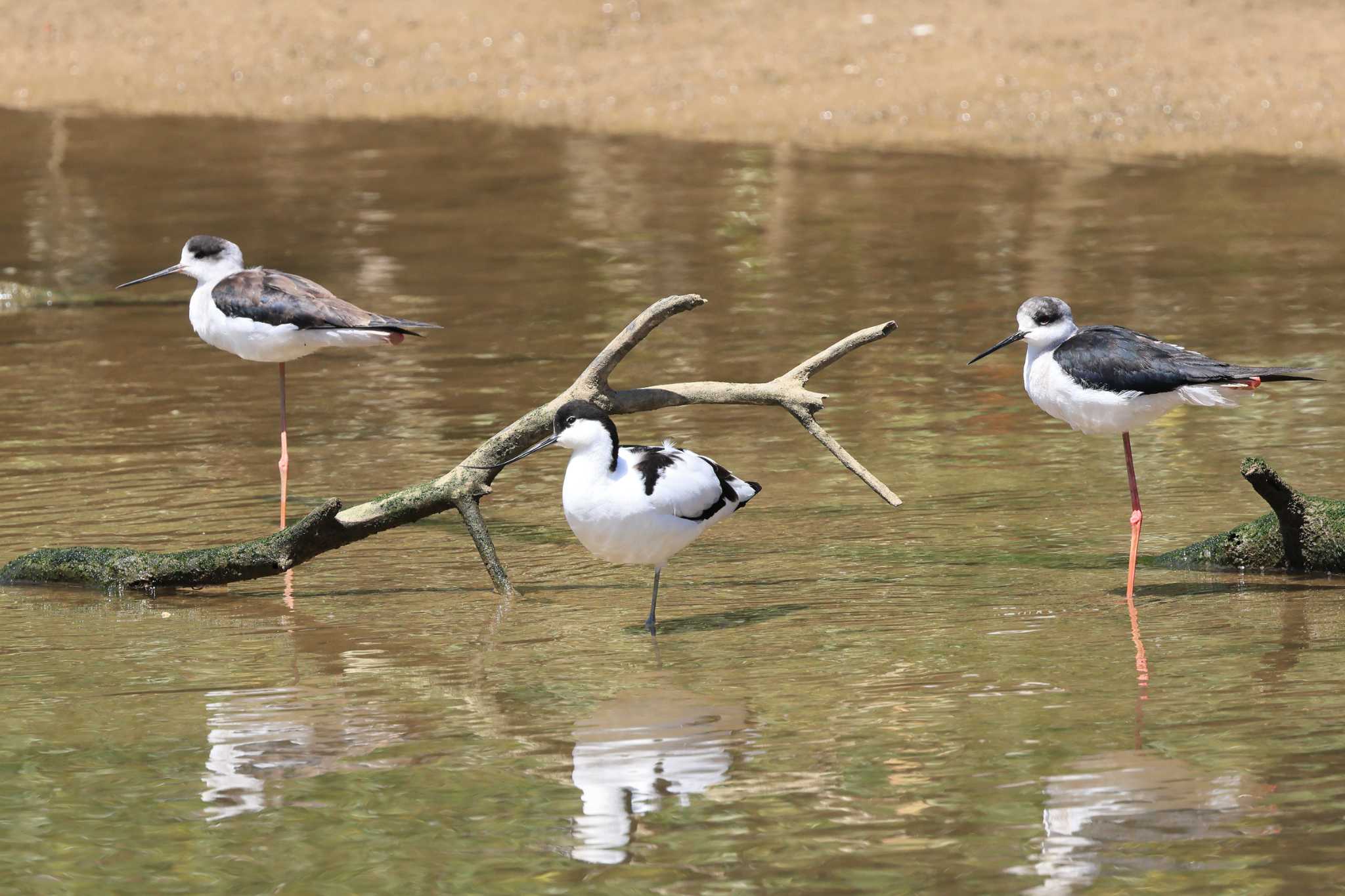 Photo of Pied Avocet at 金武町(沖縄県) by it-kozou