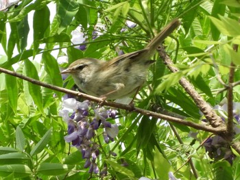 Japanese Bush Warbler 藤枝市 Sun, 4/28/2024