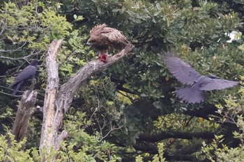 Black Kite 多摩川 Thu, 4/18/2024