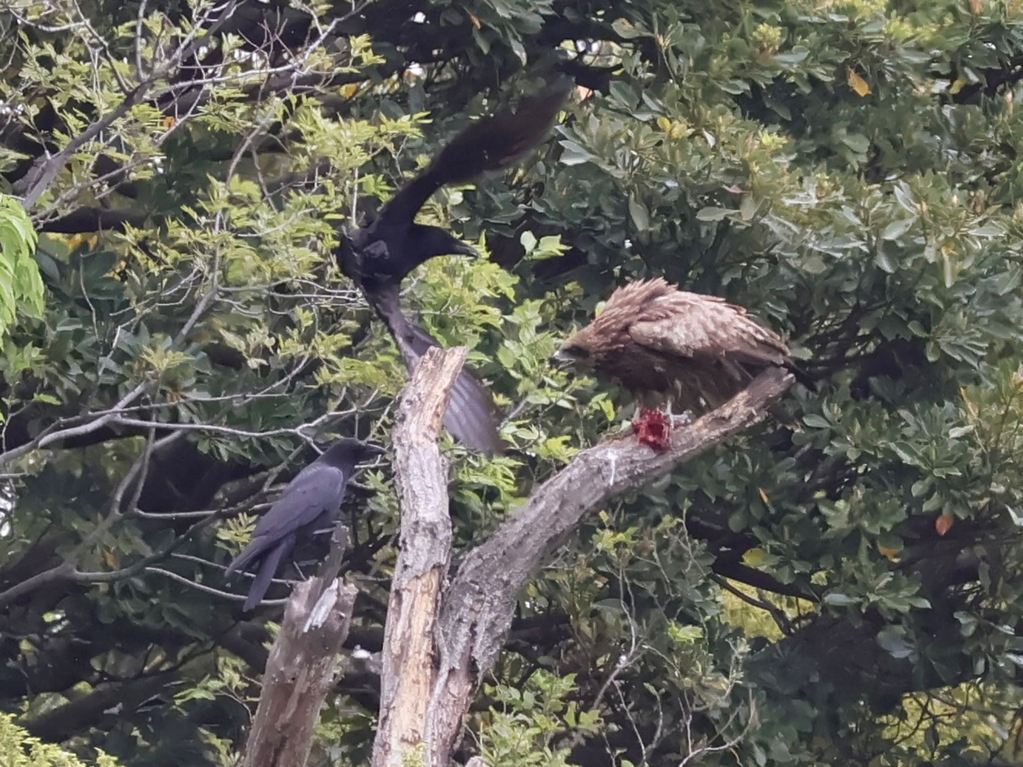 2羽のカラスにお食事の邪魔をされるトビ① by ToriaTama