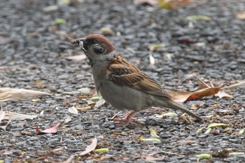 Eurasian Tree Sparrow 相模川 Thu, 5/2/2024