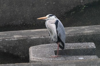 Grey Heron 相模川 Thu, 5/2/2024