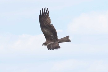 Black Kite 相模川 Thu, 5/2/2024