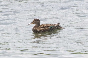 Eurasian Teal 相模川 Thu, 5/2/2024