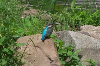 カワセミ 相模川 2024年5月2日(木)