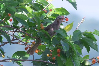 Brown-eared Bulbul 相模川 Thu, 5/2/2024