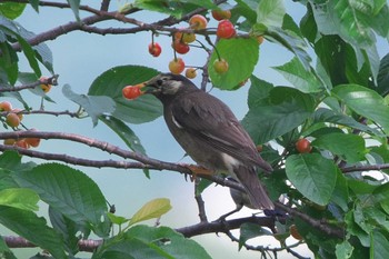 White-cheeked Starling 相模川 Thu, 5/2/2024