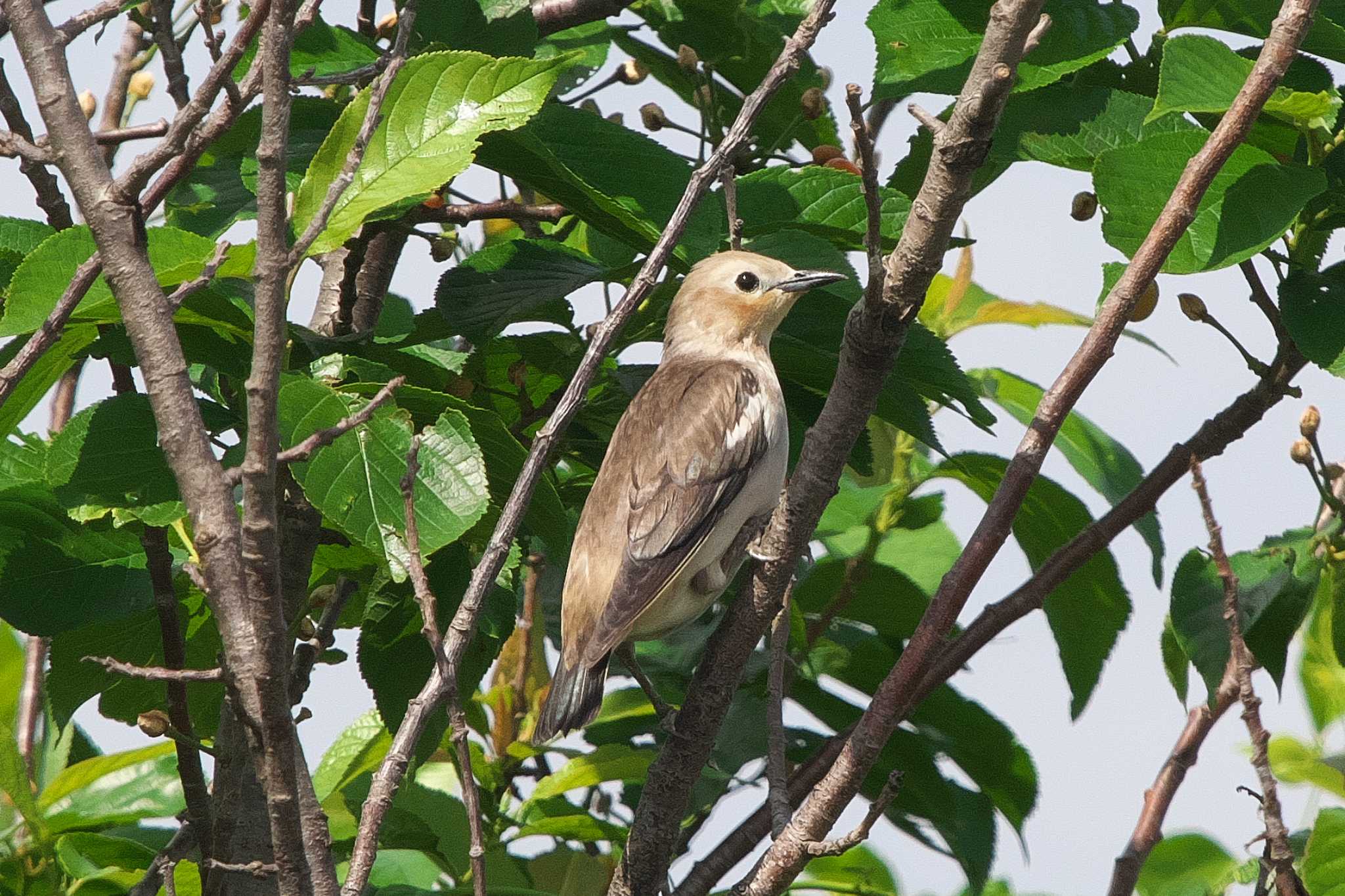 Photo of Chestnut-cheeked Starling at 相模川 by Y. Watanabe