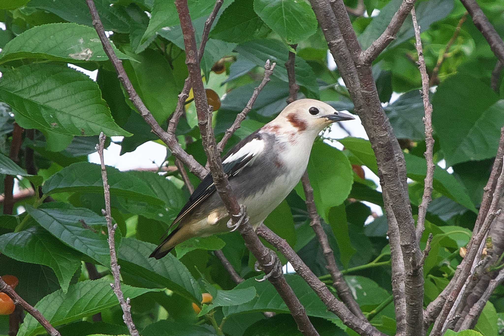 Photo of Chestnut-cheeked Starling at 相模川 by Y. Watanabe