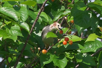 Chestnut-cheeked Starling 相模川 Thu, 5/2/2024