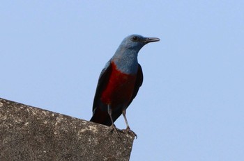 Blue Rock Thrush JR下灘駅(愛媛県) Sun, 4/28/2024