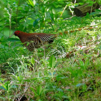 Copper Pheasant Miyagi Kenminnomori Thu, 5/2/2024
