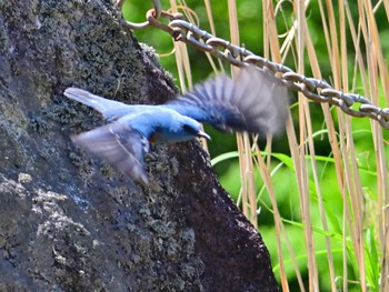 Blue Rock Thrush 布目ダム Sun, 4/28/2024