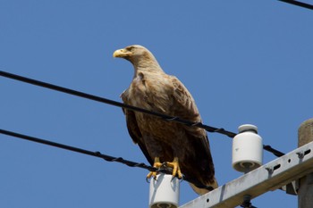 White-tailed Eagle Unknown Spots Thu, 5/2/2024