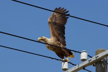 White-tailed Eagle Unknown Spots Thu, 5/2/2024