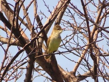 Oriental Reed Warbler Inashiki Sun, 4/28/2024