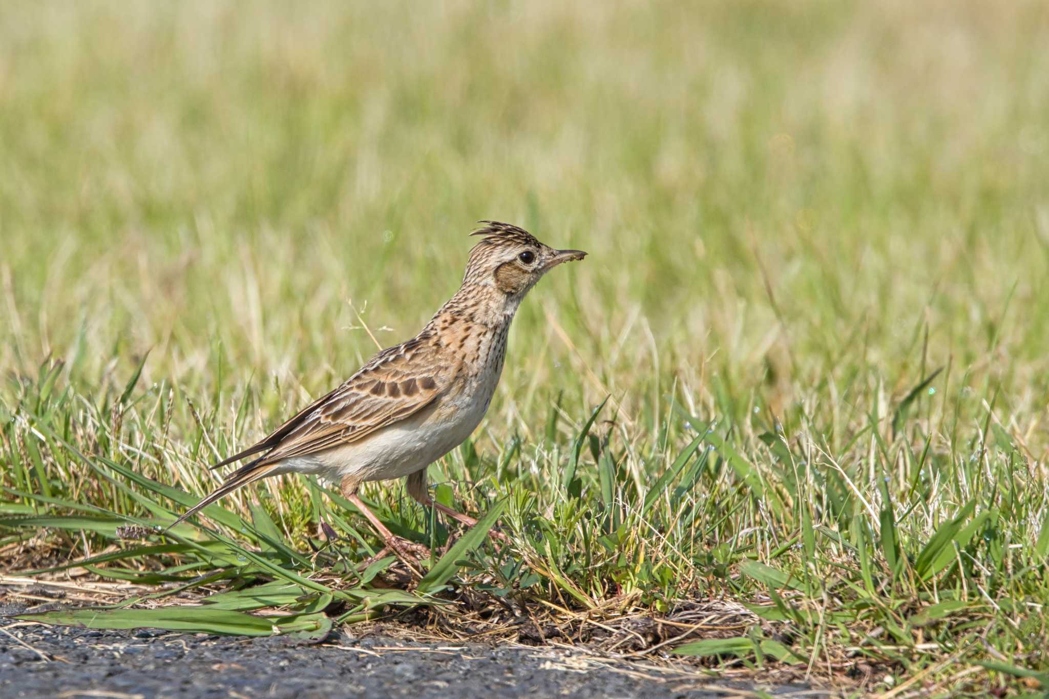 Eurasian Skylark