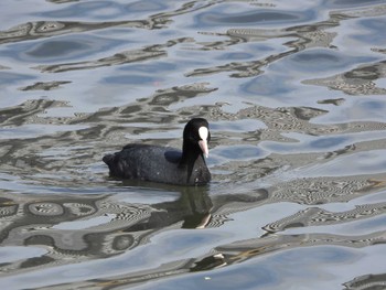 Common Moorhen 隅田川 Fri, 3/29/2024