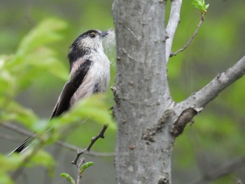 Long-tailed Tit 淀川河川公園 Mon, 4/22/2024