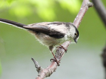 Long-tailed Tit 淀川河川公園 Mon, 4/22/2024