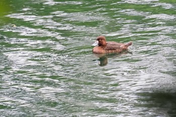 Tufted Duck Mine Park Mon, 4/29/2024