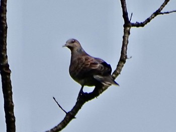 Oriental Turtle Dove Maioka Park Thu, 5/2/2024