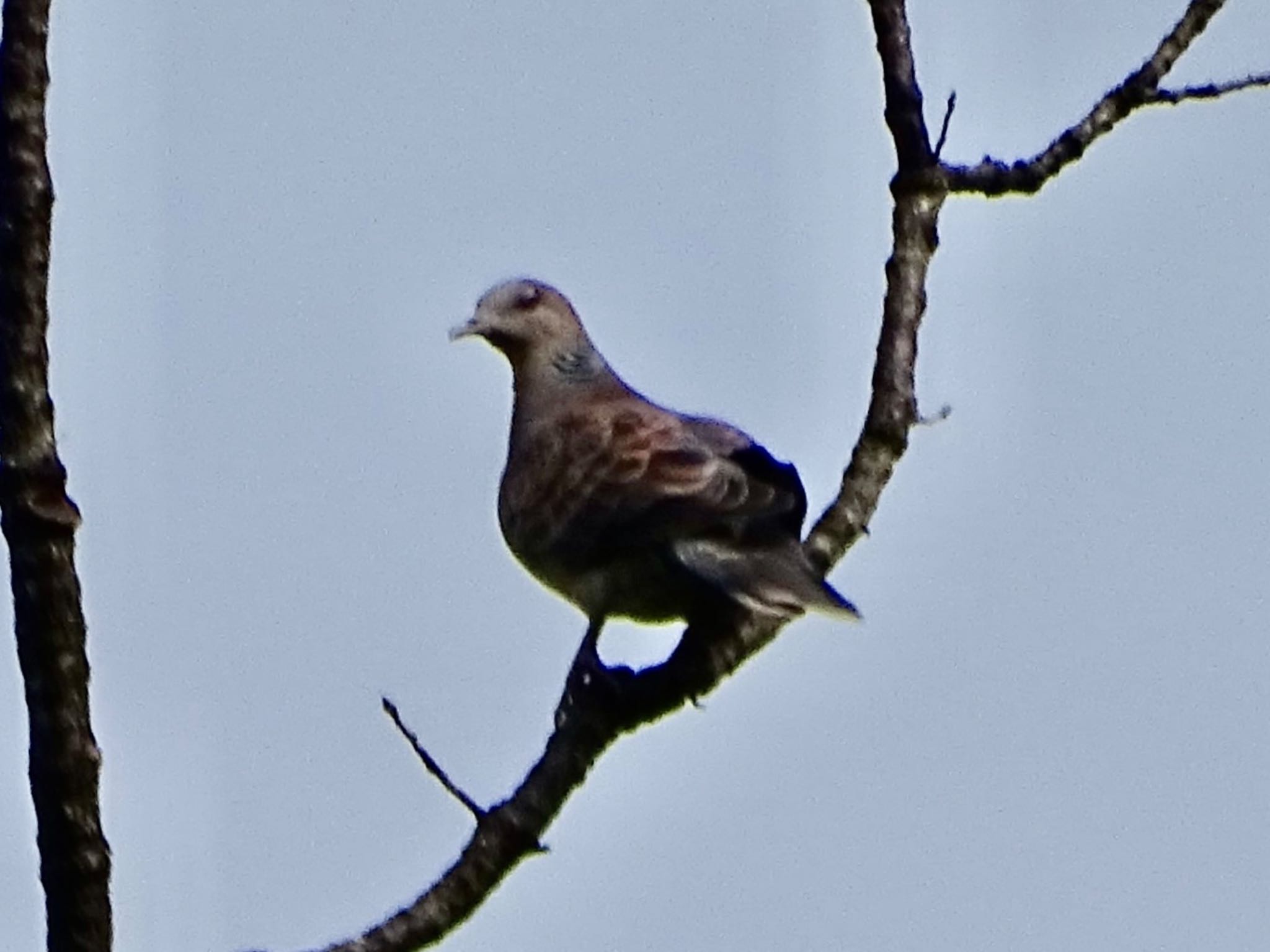 Photo of Oriental Turtle Dove at Maioka Park by KAWASEMIぴー