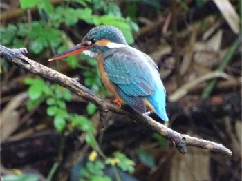 Common Kingfisher Maioka Park Thu, 5/2/2024