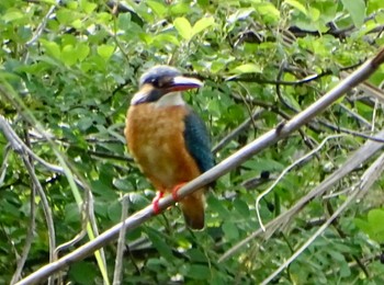 Common Kingfisher Maioka Park Thu, 5/2/2024