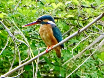 Common Kingfisher Maioka Park Thu, 5/2/2024