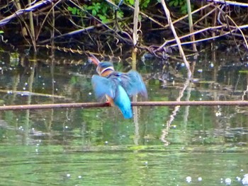 Common Kingfisher Maioka Park Thu, 5/2/2024