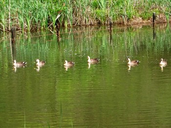 Eastern Spot-billed Duck Maioka Park Thu, 5/2/2024