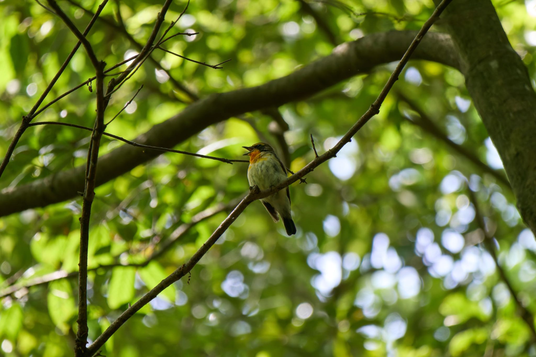 Photo of Narcissus Flycatcher at 兵庫県 by 明石のおやじ