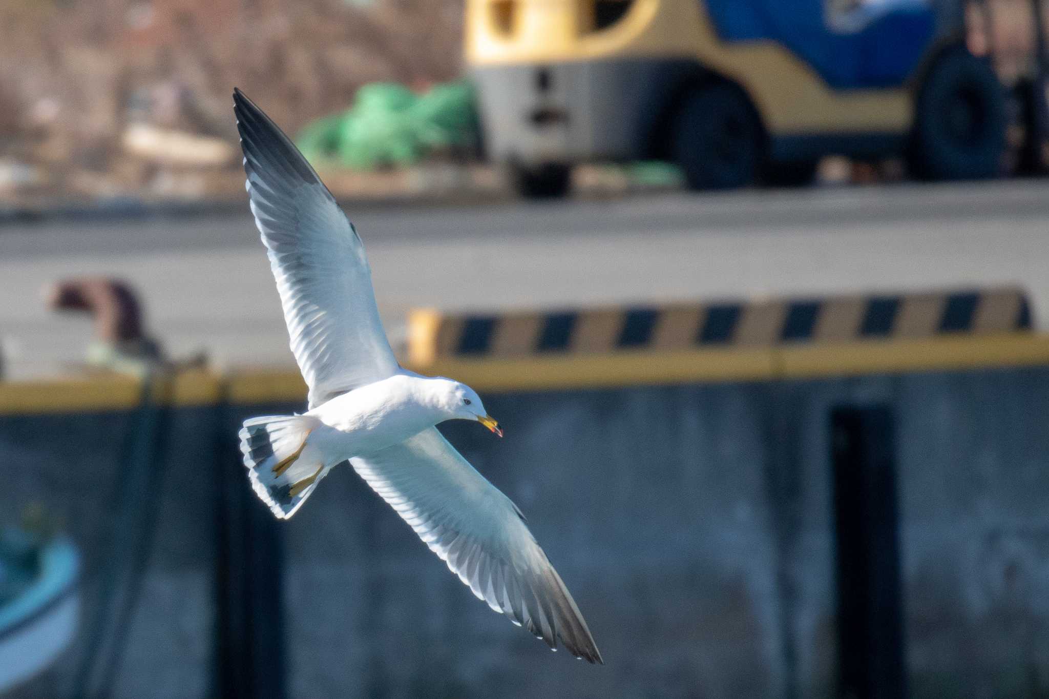 宮城県本吉郡南三陸町志津川 ウミネコの写真 by かつきち