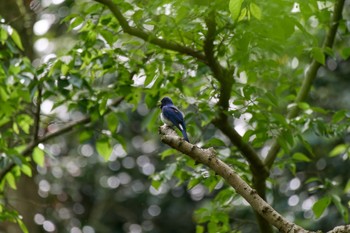 Blue-and-white Flycatcher 兵庫県 Thu, 5/2/2024