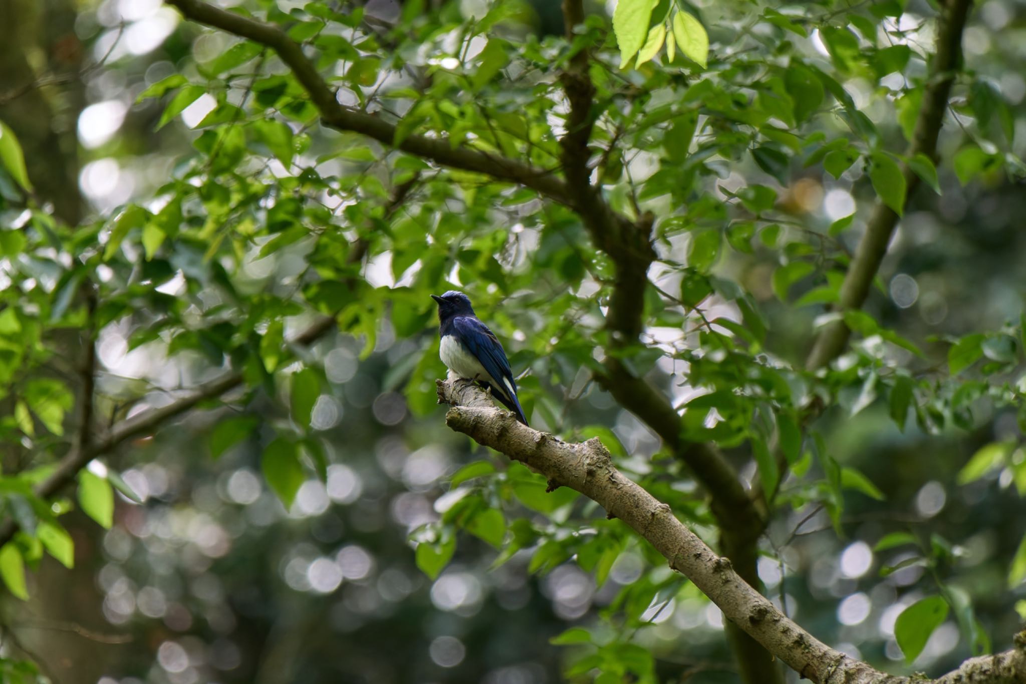 Photo of Blue-and-white Flycatcher at 兵庫県 by 明石のおやじ